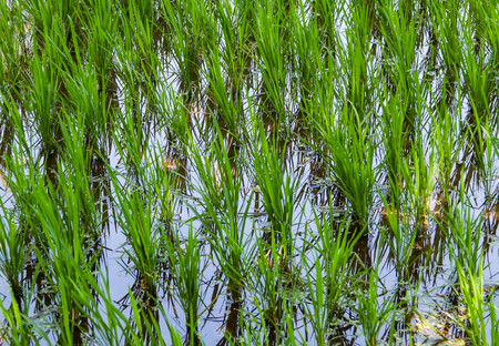 Young leaves of rice on a fieldの写真素材