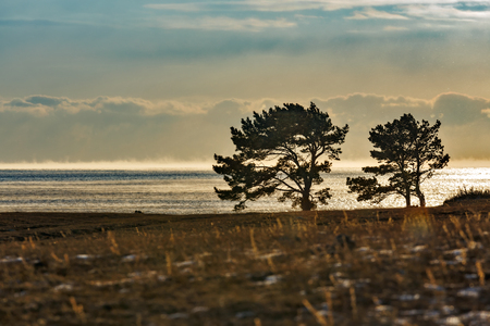 Pine trees at the shore of Baikal lake in winterの写真素材