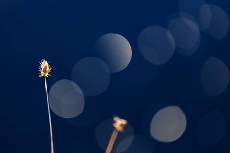 Dry plant with circles of bokeh on blue waterの写真素材