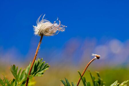 Wild flower in summer with blue sky in windy weatherの写真素材