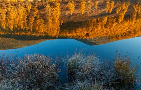 Mountain lake with frosty grass and reflection of yellow forest on the opposite shoreの写真素材