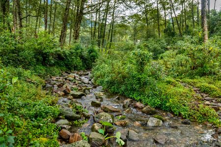 Green forest and river with stones in Himalayaの写真素材