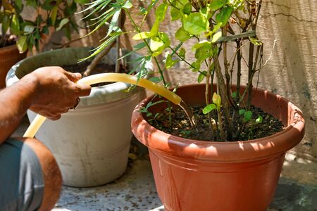 Indian mans hand with garden hose watering plants at home gardenの写真素材