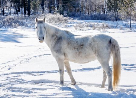 White horse in wild conditions in winter in Russian forestの写真素材