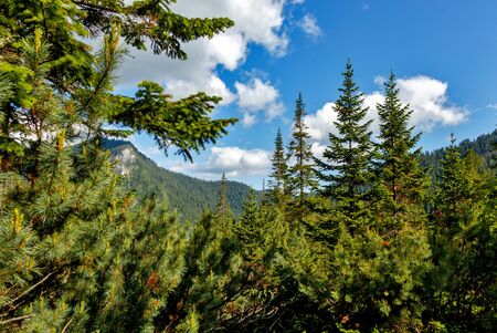Beauitful green mountain photo. Pine trees in the forest. Summer mountain backgroundの写真素材