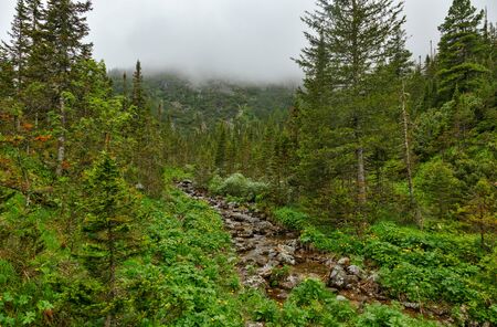 Coniferous forest along the banks of a small mountain river in Siberian mountains on a foggy summer day near Baikal lakeの写真素材