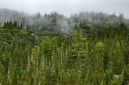 Wild fir trees in clouds in mountains of Chamar-Daban in Siberia near lake Baikal in summerの写真素材
