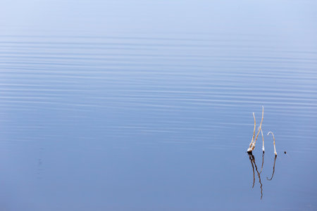 Abstract blue water sea for background with dry grass in hoarfrostの写真素材