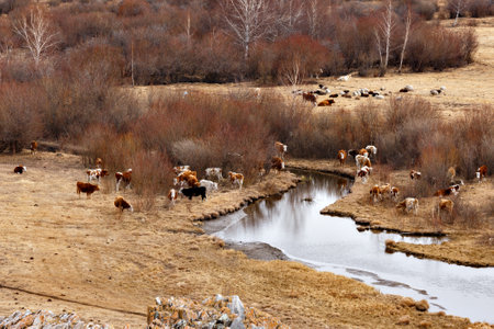 Cows in April grazing on a field with bushes and river in Russiaの写真素材