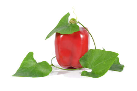 Red pepper isolated on white background の写真素材
