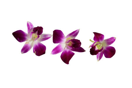 Pink streaked orchid flower, isolated の写真素材