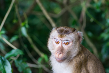 I am sitting monkey food.