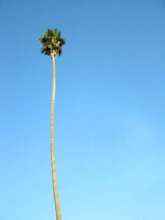 Lone Palm Treeの写真素材