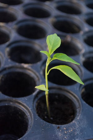 Cultivation traysの写真素材