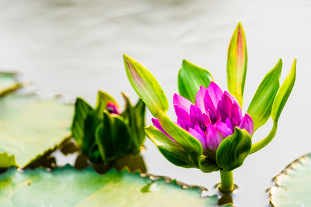 The Beautiful Lotus Flowerの写真素材