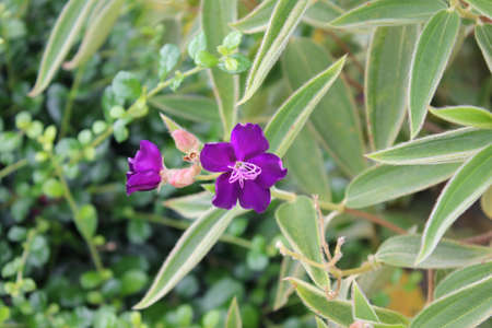  Malabar melastome purple flowerの写真素材