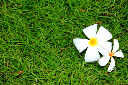 Frangipani flowers fall on grassの写真素材