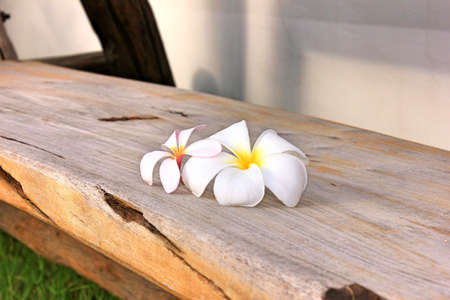 Frangipani flowers fall on wooden chairの写真素材