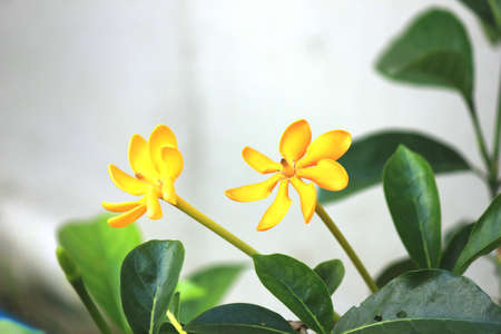 Yellow  Gardenia Flower, Gardenia carinata Wallich