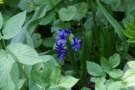 blue hyacinthの写真素材