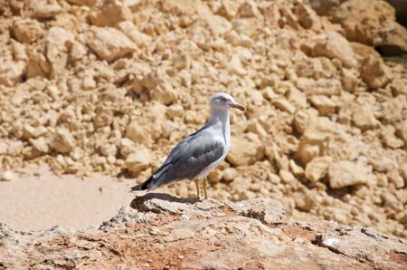 Lonely seagullの写真素材