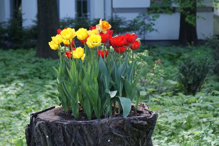 tulips in the gardenの写真素材
