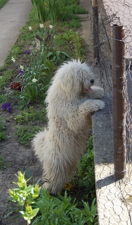 Hungarian puli through a fence watching a neighboring yard. Watching the movement of cats in the neighborhood.の写真素材
