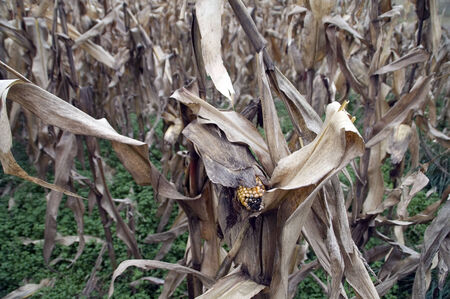 Whole corn field with fruit on the stem.の写真素材
