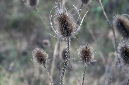 Dry thistle in the field defies the autumn and the coming winter.の写真素材