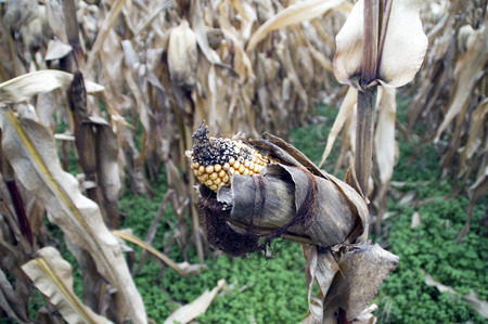 Whole corn field with fruit on the stem.の写真素材