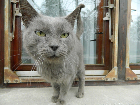 Domestic cat on the ledge of the window views the world.の写真素材