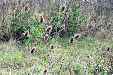Dry thistle in the field defies the autumn and the coming winter.の写真素材