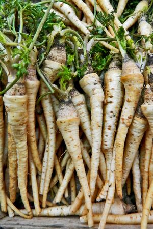 Parsnip on marketの写真素材