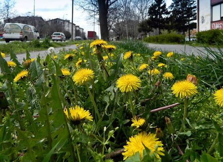 Yellow dandelion growing in the city next to the road.の写真素材
