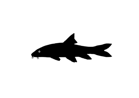 Silhouette freshwater fish Barbel who lives in a fast and clear waters.のイラスト素材