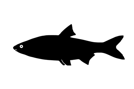 Silhouette freshwater fish Sneep that lives in lakes and fast and clear rivers.のイラスト素材