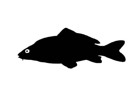 Silhouette freshwater fish carp which lives in lakes and slow rivers.のイラスト素材