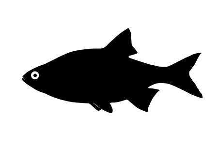 Silhouette freshwater fish Ide orfe who lives in a fast and clear waters.のイラスト素材