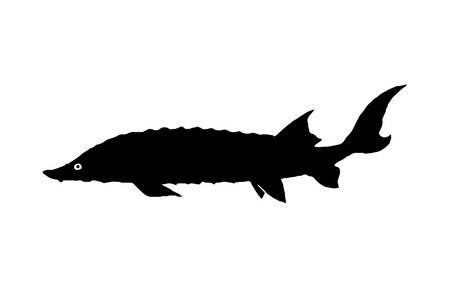 Silhouette freshwater fish Sterlet who lives in lakes and large rivers of Eastern Europe and Asia. From her eggs for the famous specialty caviar.のイラスト素材
