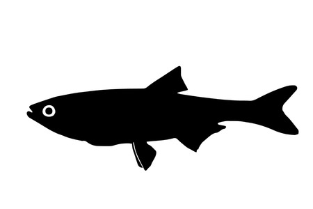 The silhouette of fish predators Bucov freshwater fish that lives in clear lakes and rivers.のイラスト素材