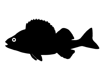The silhouette of fish predators Perch freshwater fish that lives in clear lakes and rivers.のイラスト素材