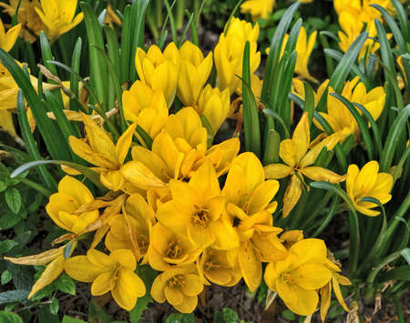 A beautiful bouquet of yellow saffron in autumn garden.の写真素材