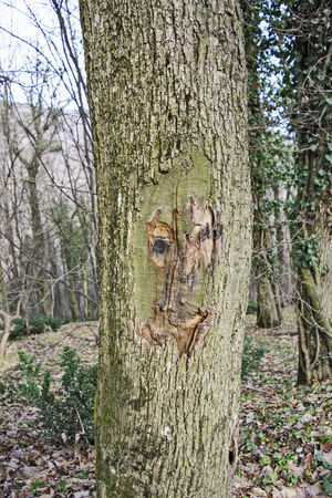 The bark on old wood, carved with age.の写真素材