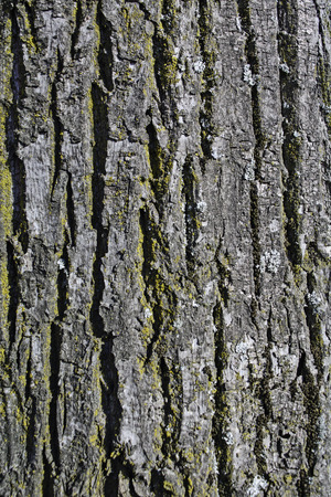 The bark on old wood, carved with age.の写真素材