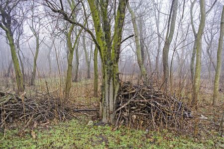 Cut down the branches and shrubs that are left in the tree in the morning fog.の写真素材