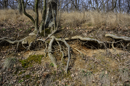 Branched root of an old tree that is jeopardized by erosion.の写真素材