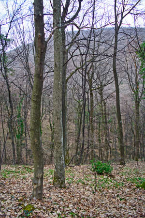 Deciduous forest in winter waiting for spring.の写真素材