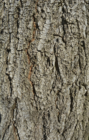 The bark on old wood, carved with age.の写真素材