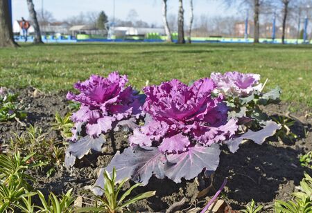 Ornamental cabbage in bloom in the winter.の写真素材
