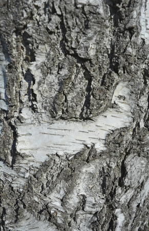 The bark on old wood, carved with age.の写真素材